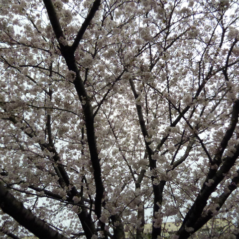 s48020160403西太子堂公園の桜 (6)