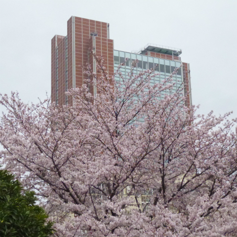 s48020160403西太子堂公園の桜 (13)