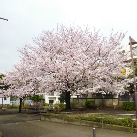 s48020160403西太子堂公園の桜 (9)