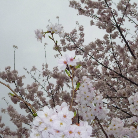 s48020160403西太子堂公園の桜 (11)