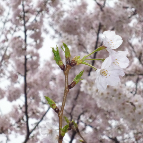 s48020160403西太子堂公園の桜 (12)