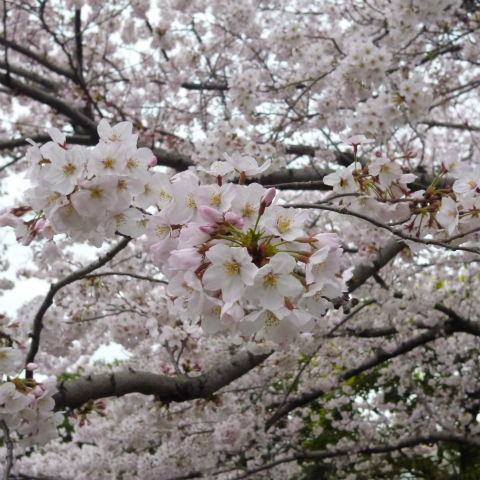s48020160403西太子堂公園の桜 (17)