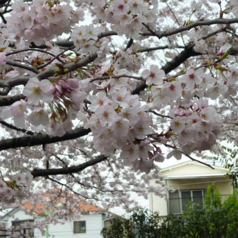 s48020160403西太子堂公園の桜 (14)
