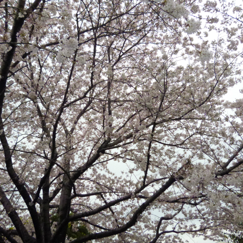 s48020160403西太子堂公園の桜 (15)
