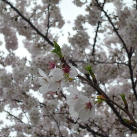 s48020160404西太子堂公園の桜 (3)
