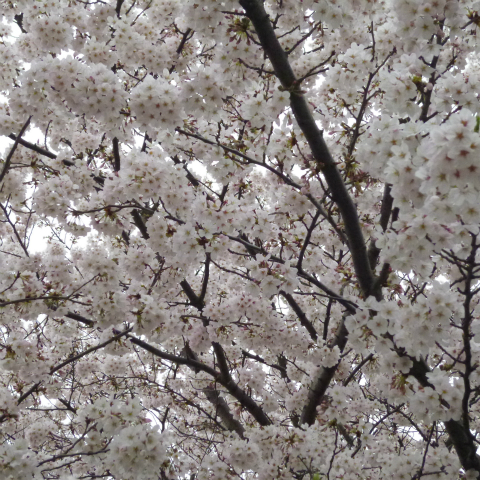 s48020160404西太子堂公園の桜 (2)