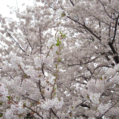 s48020160404西太子堂公園の桜 (5)