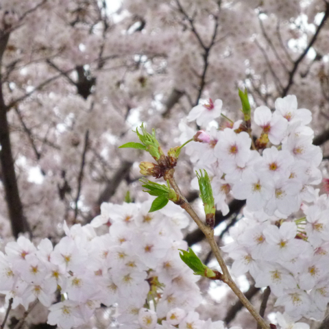 s48020160404西太子堂公園の桜 (6)