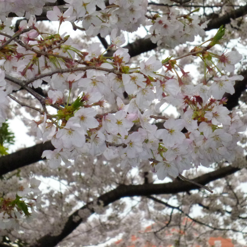 s48020160404西太子堂公園の桜 (9)