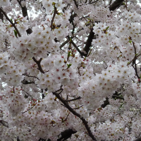 s48020160404西太子堂公園の桜 (11)