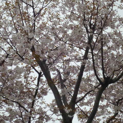 s48020160404西太子堂公園の桜 (14)