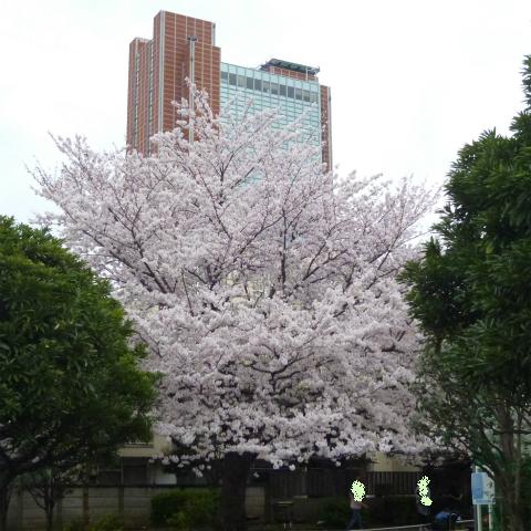 s48020160404西太子堂公園の桜 (12)