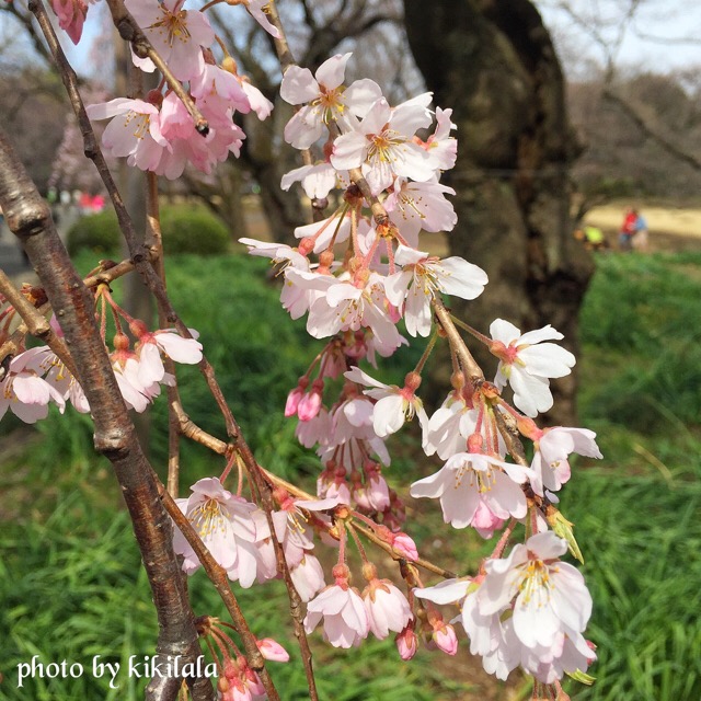 さくら枝垂桜2 桃の花 04月 御苑 15-04-12