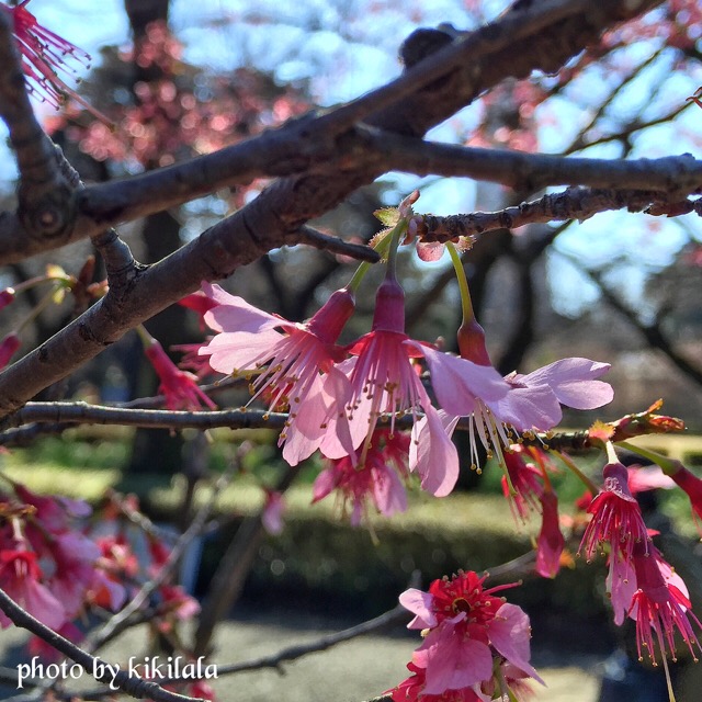 さくらおかめ2 桜 桃の花 04月 御苑 14-04-14