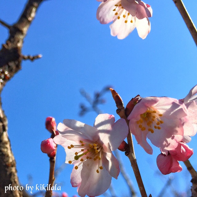 さくら東海桜2 桃の花 04月 御苑 14-04-14