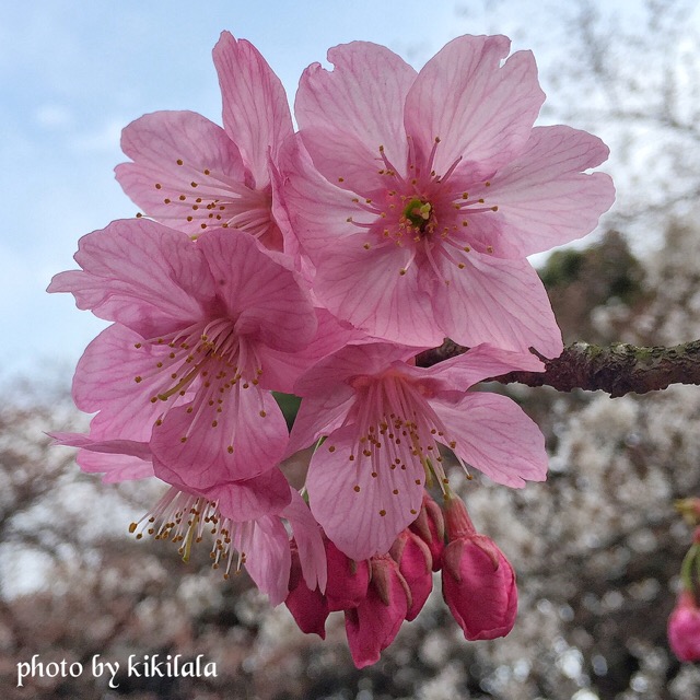 さくら横浜緋桜2　桃の花 御苑 15-04-06