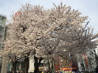 2016桜