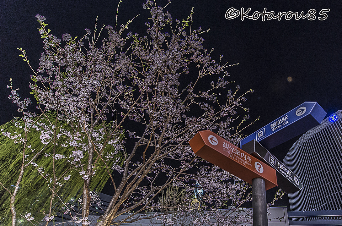 マリオン前の桜 20160331