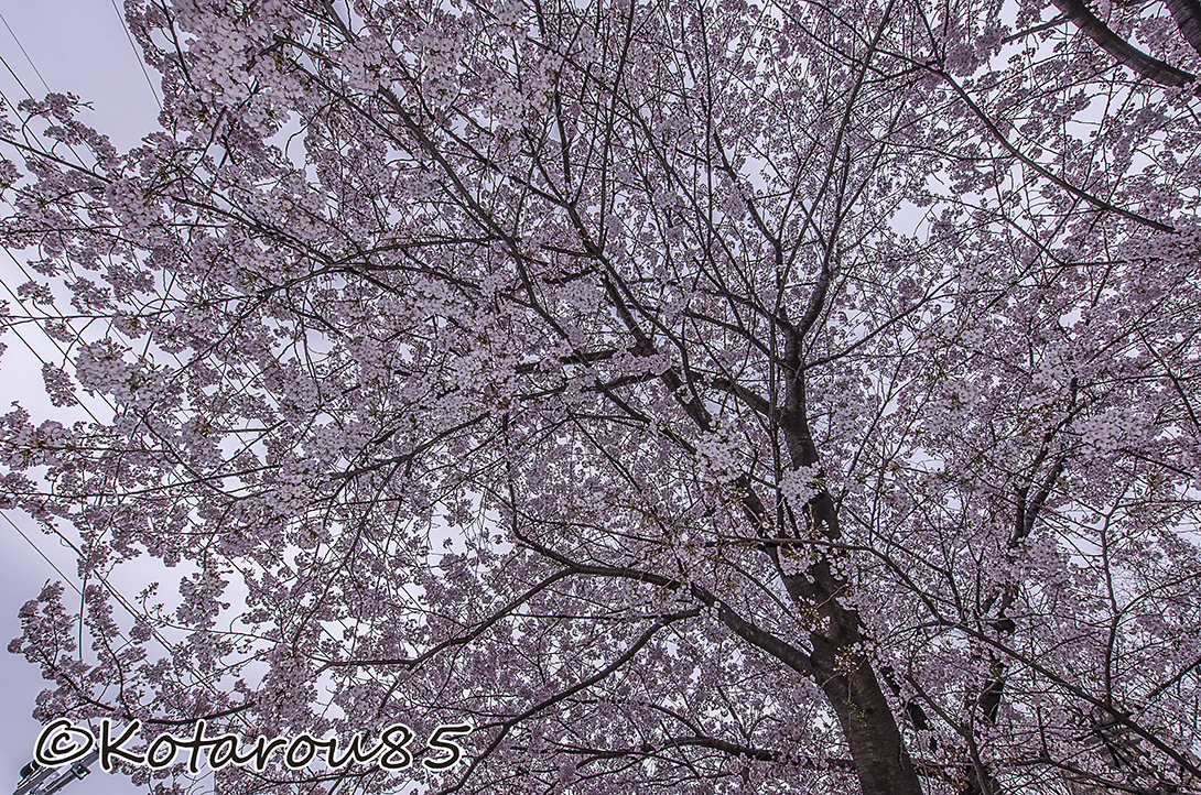 桜1 20160403