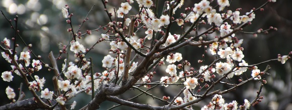 「大倉山公園梅林」で見頃を迎えた白梅