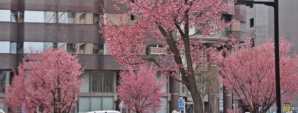 新横浜ビジネス街の一角にあるオカメ桜の街路樹