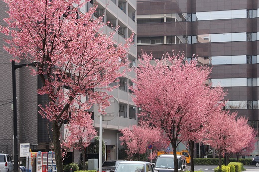 オカメ桜の街路樹１