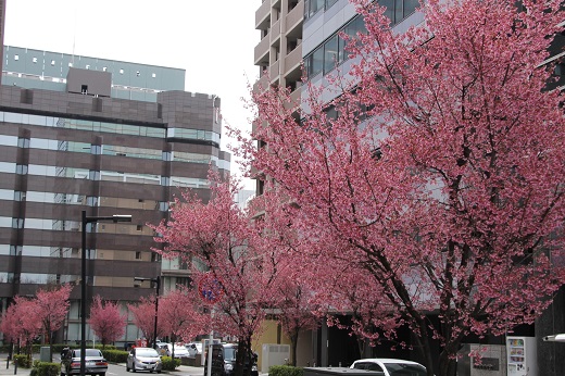 オカメ桜の街路樹２