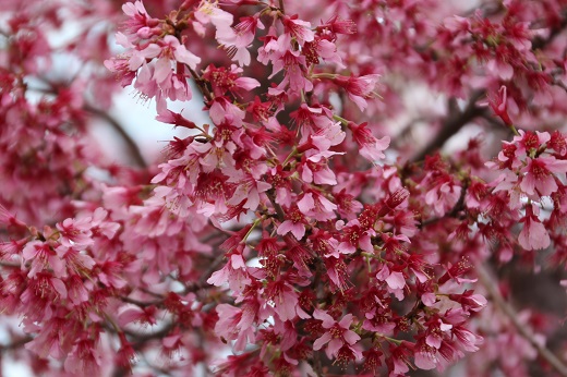 オカメ桜の小振りな花びら１