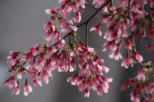 オカメ桜の小振りな花びら２
