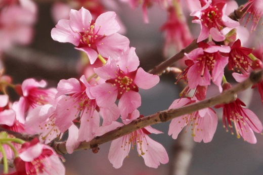 鮮やかなピンクのオカメ桜１