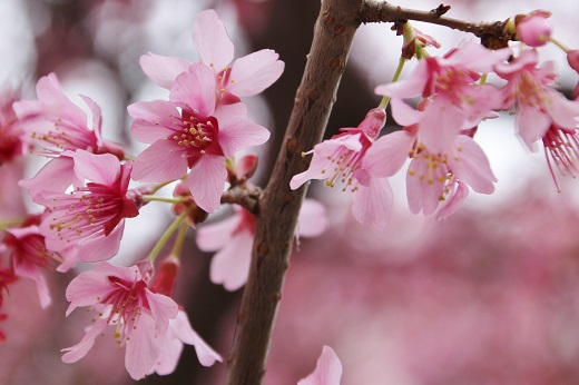 鮮やかなピンクのオカメ桜２