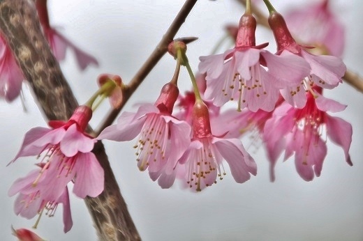 鮮やかなピンクのオカメ桜３