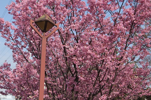 鮮やかなピンクの桜２