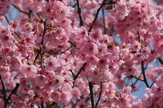 八重桜のような開花２