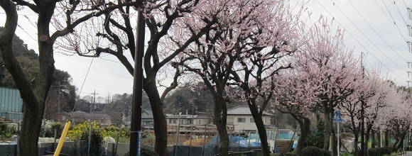 横溝屋敷前のアンズの花の咲く並木道