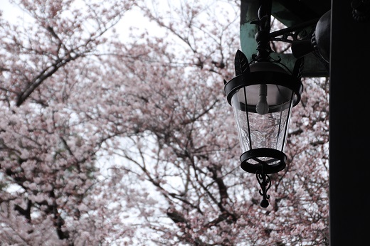 「乾門」のランプと直ぐ外の桜
