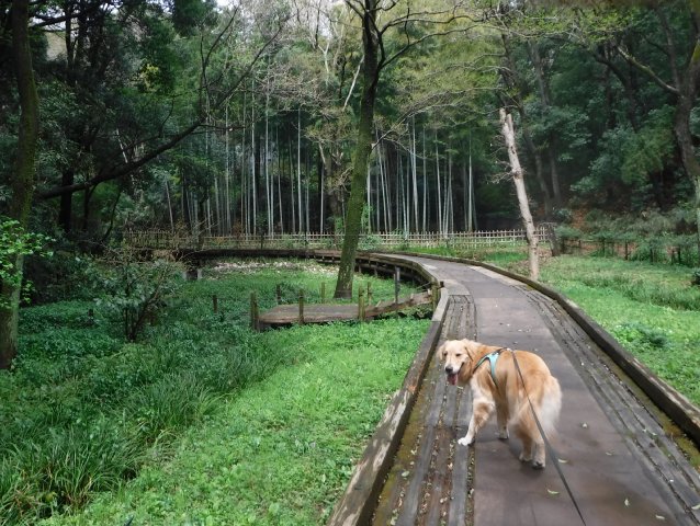 2016-4-4東高根森林公園　桜 009