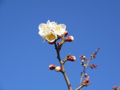 梅の花（H28,2)