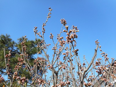 桜の芽吹き（H28,3)