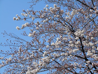 桜咲く（H28,3)