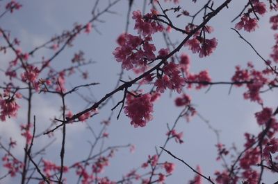 おかめ桜