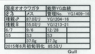 web-Gull-1409-16♂855mm