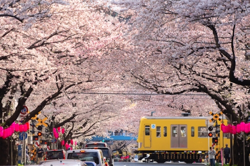 中野通り桜まつり