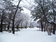 雪の高田公園-1