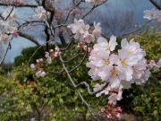 鳥屋野潟公園入口の桜
