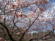 鳥屋野潟公園の桜一分咲き-2
