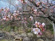 鳥屋野潟公園の桜一分咲き-3