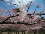 鳥屋野潟公園の桜一分咲き