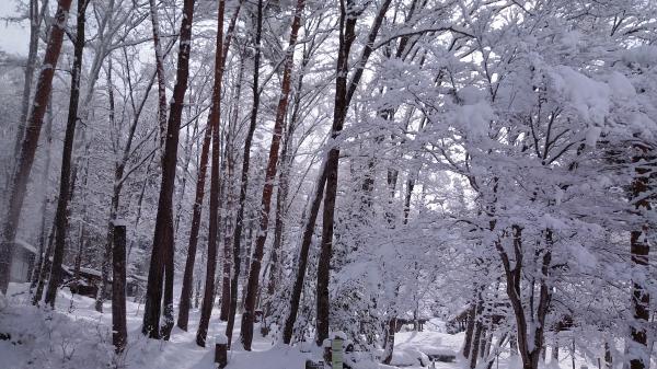 飛騨の里　雪の積もった木