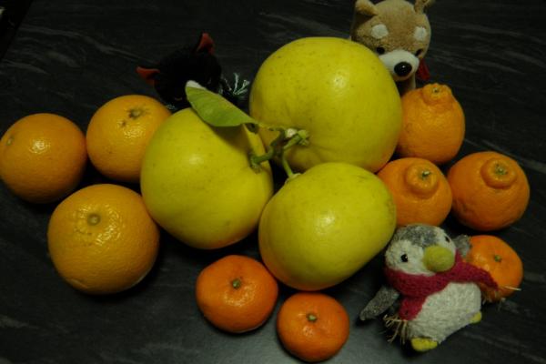 柑橘類いろいろ～